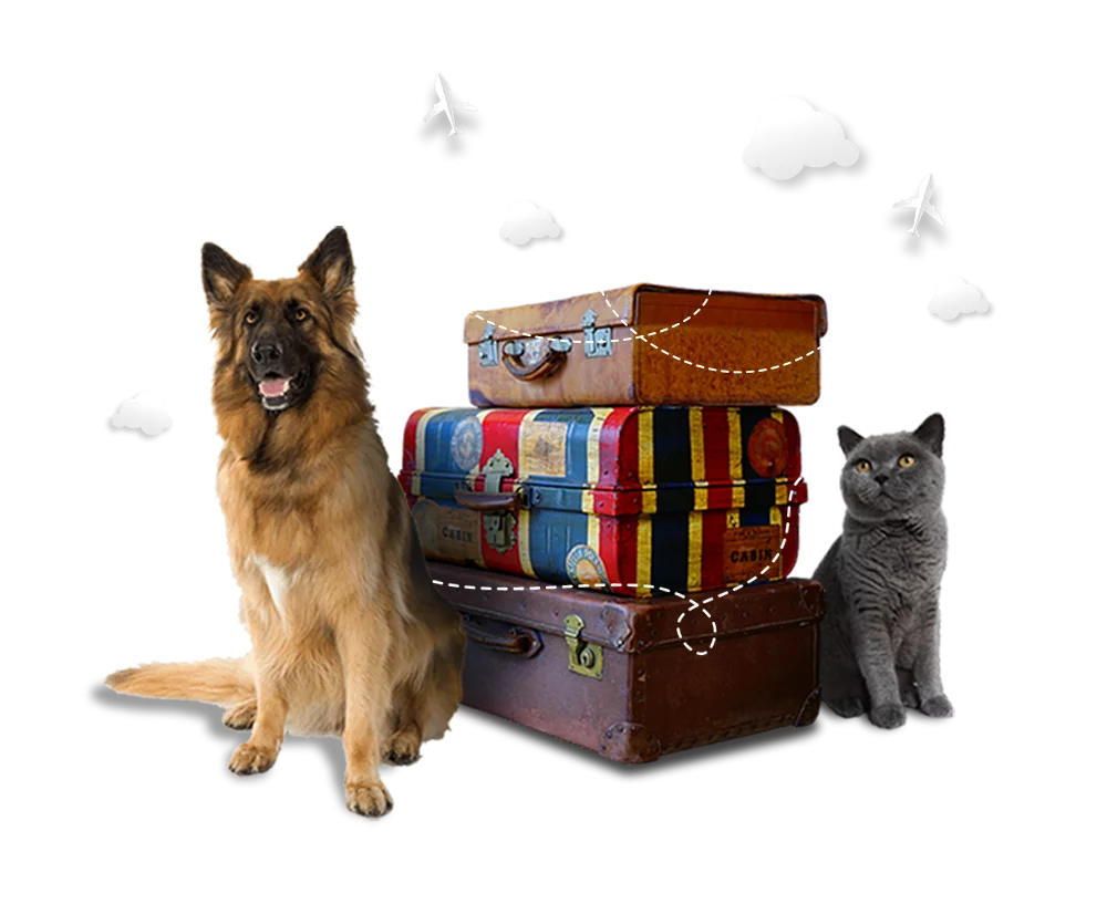 pet-travel